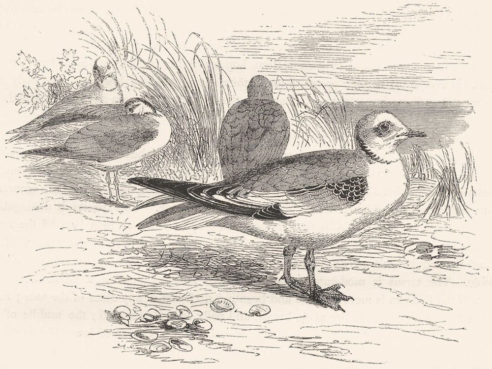 BIRDS. Sea-Flier. Skua. Rosy Gull c1870 old antique vintage print picture